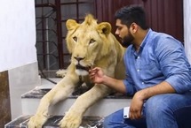 巴基斯坦兄弟飼養(yǎng)雄獅帶其駕車出游來自巴基斯坦卡拉奇的兩兄弟哈姆撒·侯賽因(Hamzah)和哈?！ず钯愐?Hassan Hussain)有著一位非傳統(tǒng)室友：一頭名叫辛巴(Simba)的成年非洲雄獅。這對熱愛動物的兄弟甚至還開車帶辛巴一起旅行。【詳細】國際新聞｜國際熱圖